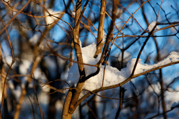 lots of tree branches in sunset with snow and bokeh background