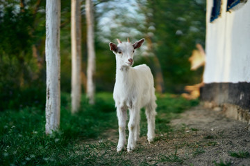 Obraz premium goat on green grass