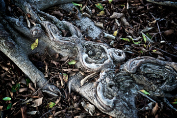 Close up abstract image of gray tree roots of tree, surrounded by dead leaves.