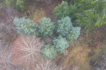 Obraz premium Winter fog seeps through a forest in Oregon. This beautiful state on the west coast is known for its diverse landscape of forests, mountains, farms, and beaches.