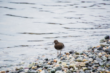 A picture of Black turnstone on the beach. White Rock    BC Canada    
