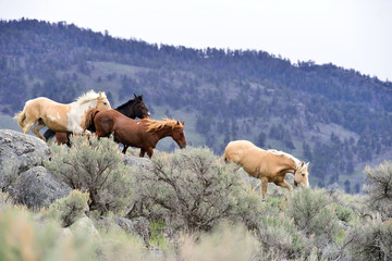 Horses dash downhill to join the rest of the herd.