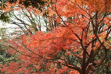 秋の紅葉