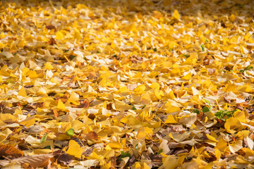 Yellow autumn ginko leave background