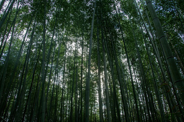 Fototapeta na wymiar Arashiyama Bamboo Forest famous place in Kyoto