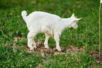 Fototapeta premium white goat on green grass