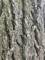 bark of a tree