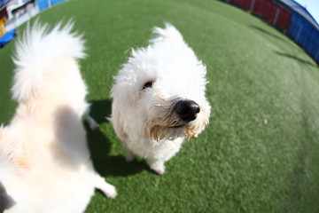 Happy puppies in a private playground