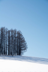 雪の丘の上のカラマツ林と青空
