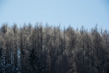 Obraz na płótnie Canvas 冬のカラマツ林