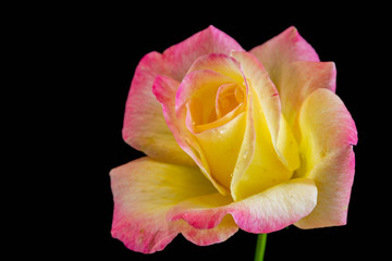 黒背景のピンクと黄色のバラ