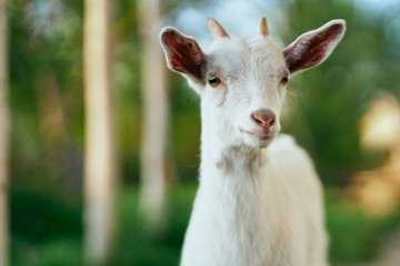 Obraz na płótnie Canvas white goat in the farm