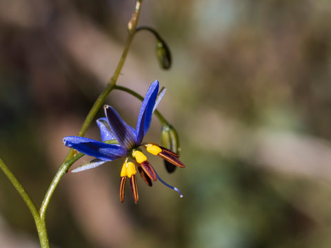 Flower of the Black-antler Flax-lily (Dianella revoluta). A dense to loosely tufted perennial lily with mostly erect green leaves.