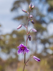 An Australian native plant with a pink flower known as the Chocolate Lily (Arthropodium strictum) 