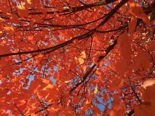 Orange autumn maple leaves