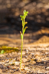The Midget Greenhood (Pterostylis mutica) is endemic to Australia. There is a rosette of leaves at...