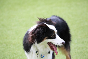 Happy puppies in a private playground