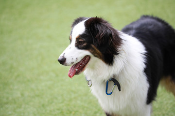 Happy puppies in a private playground