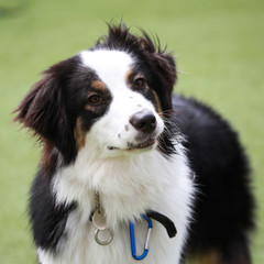 Happy puppies in a private playground