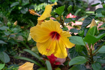 Colourful yellow Hibiscus rosa-sinensis in a garden, perfect for a background