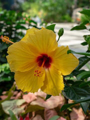 Colourful yellow Hibiscus rosa-sinensis in a garden, perfect for a background