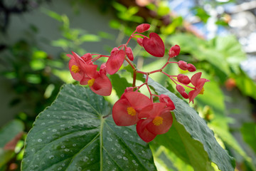 Polka Dot Begonia