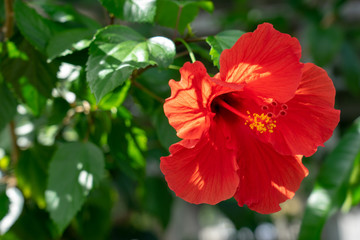 Red Hibiscus flowers China rose, Chinese hibiscus, Hawaiian hibiscus in tropical garden