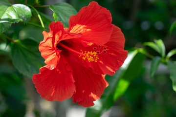 Red Hibiscus flowers China rose, Chinese hibiscus, Hawaiian hibiscus in tropical garden