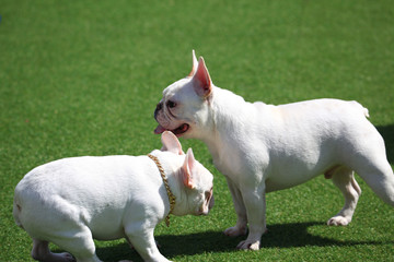 Happy puppies in a private playground