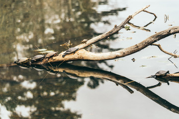 Turtles