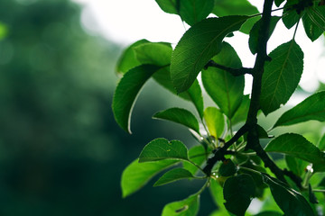 green leaves of tree