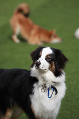 Happy puppies in a private playground