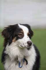 Happy puppies in a private playground