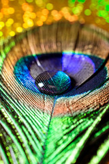 vertical photo of a water drop on a multicolored peacock feather
