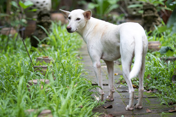 dog on green grass