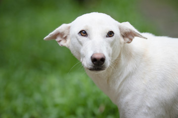 Obraz premium portrait of a dog