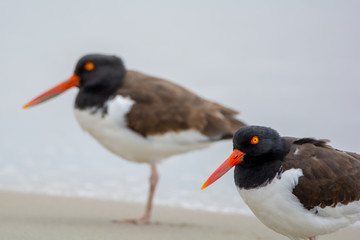 American Oystercatchers on the Beach