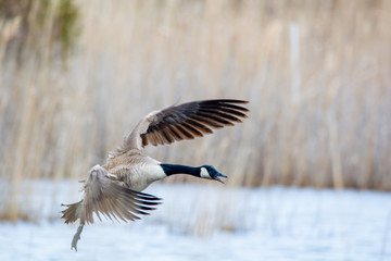 Canada Goose Landing on the Water