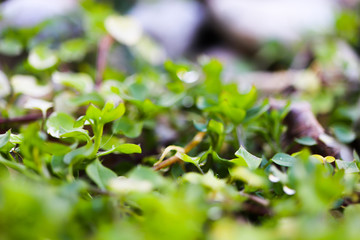 Macro of green leaves