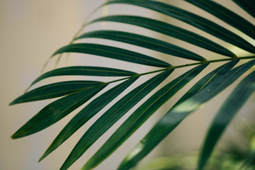 Close-Up Of Green Palm Leaf