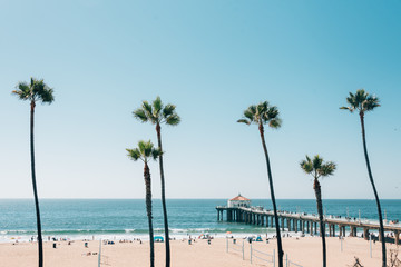 Palm trees and the pier, in Manhattan Beach, California
