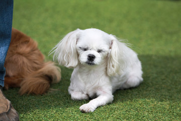 Happy puppies in a private playground