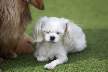Happy puppies in a private playground