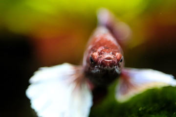 Macro of betta fish face