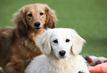 Happy puppies in a private playground