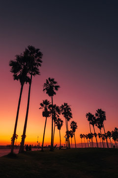 Palm trees at sunset, in Venice Beach, Los Angeles, California