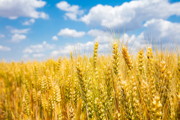 The wheat fields are under the blue sky and white clouds