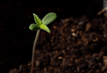 Baby cannabis plant. Vegetative stage of marijuana growing.