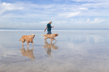 Walk with dogs by the sea in the morning on the beach..