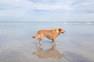 Walk with dogs by the sea in the morning on the beach..